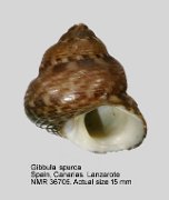Gibbula spurca (2)